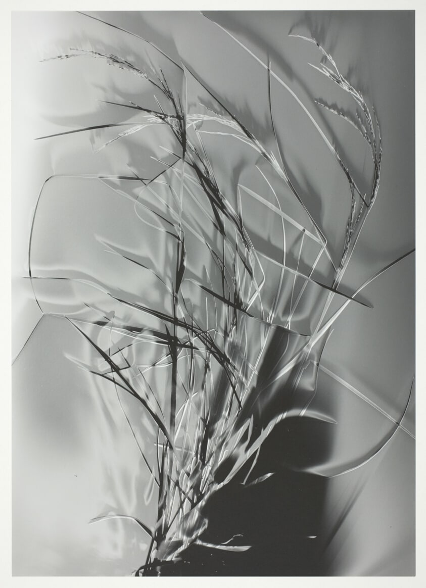 Grass