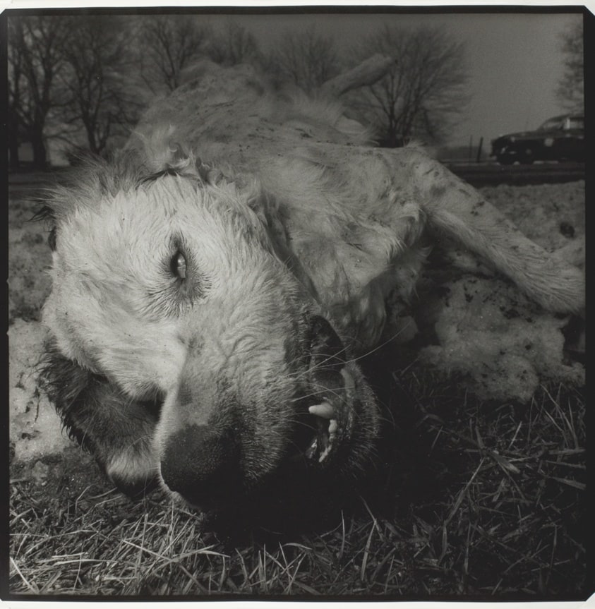 Winter (Personality Portrait), Tippecanoe County 52, Indiana