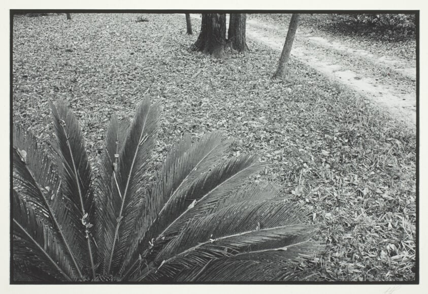 Untitled (Todd Walker's front lawn)