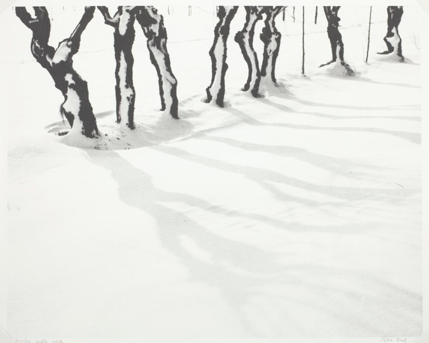 Ombre Nella Neve
