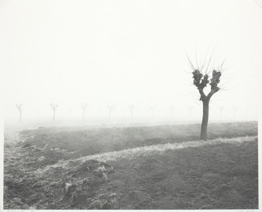 Gelsi Nella Nebbia