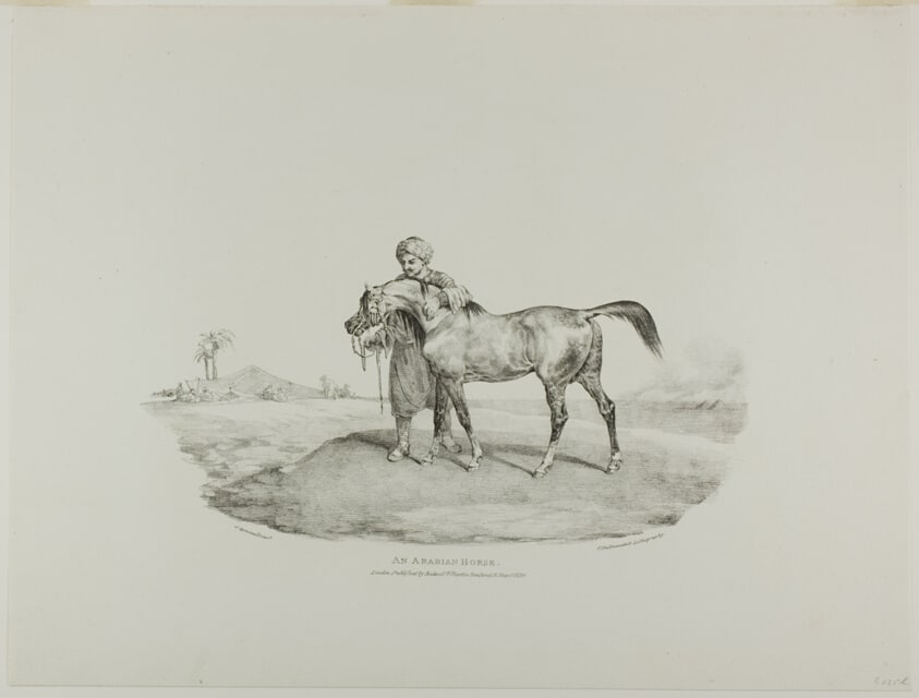 An Arabian Horse, plate 8 from Various Subjects Drawn from Life and on Stone (The English Suite)
