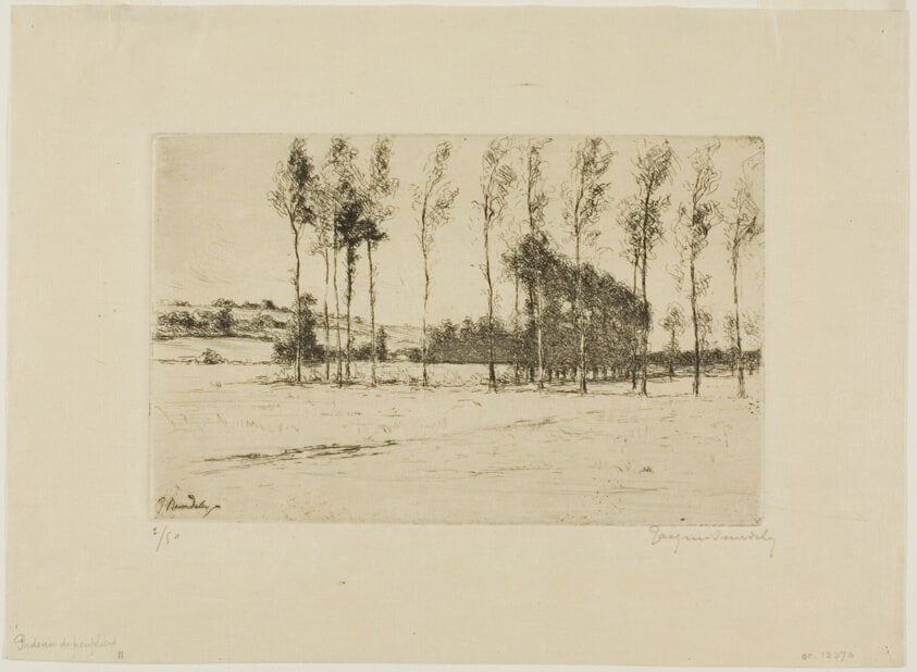 Screen of Poplars