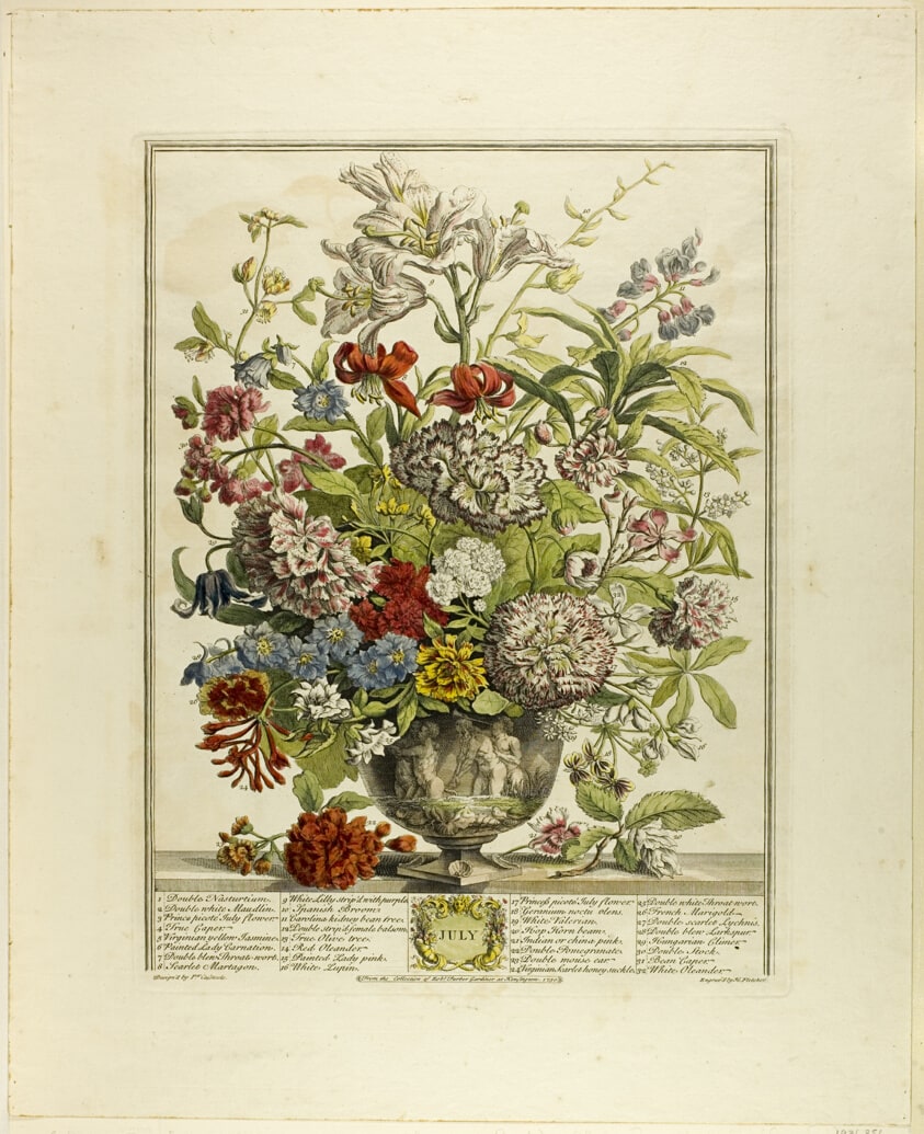 July, from Twelve Months of Flowers
