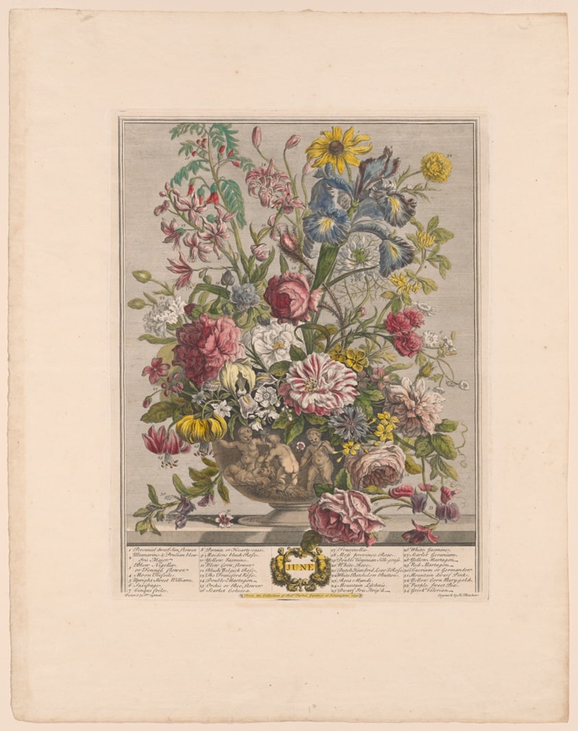 June, from Twelve Months of Flowers