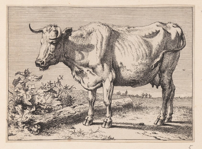 The Cow with a Crumpled Horn, from Various Oxen and Cows