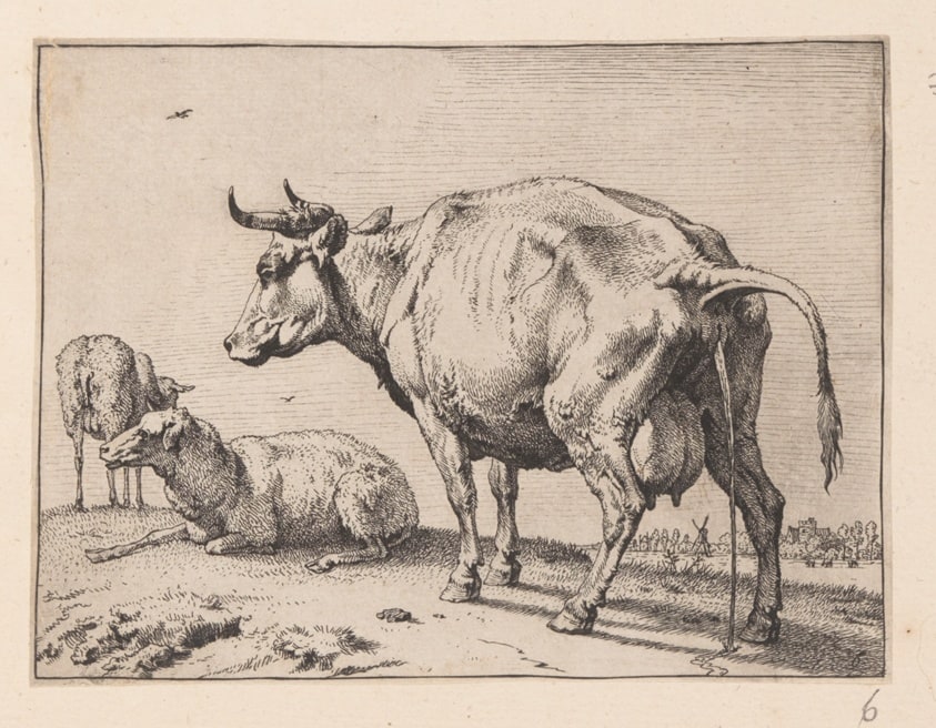 The Pissing Cow, from Various Oxen and Cows