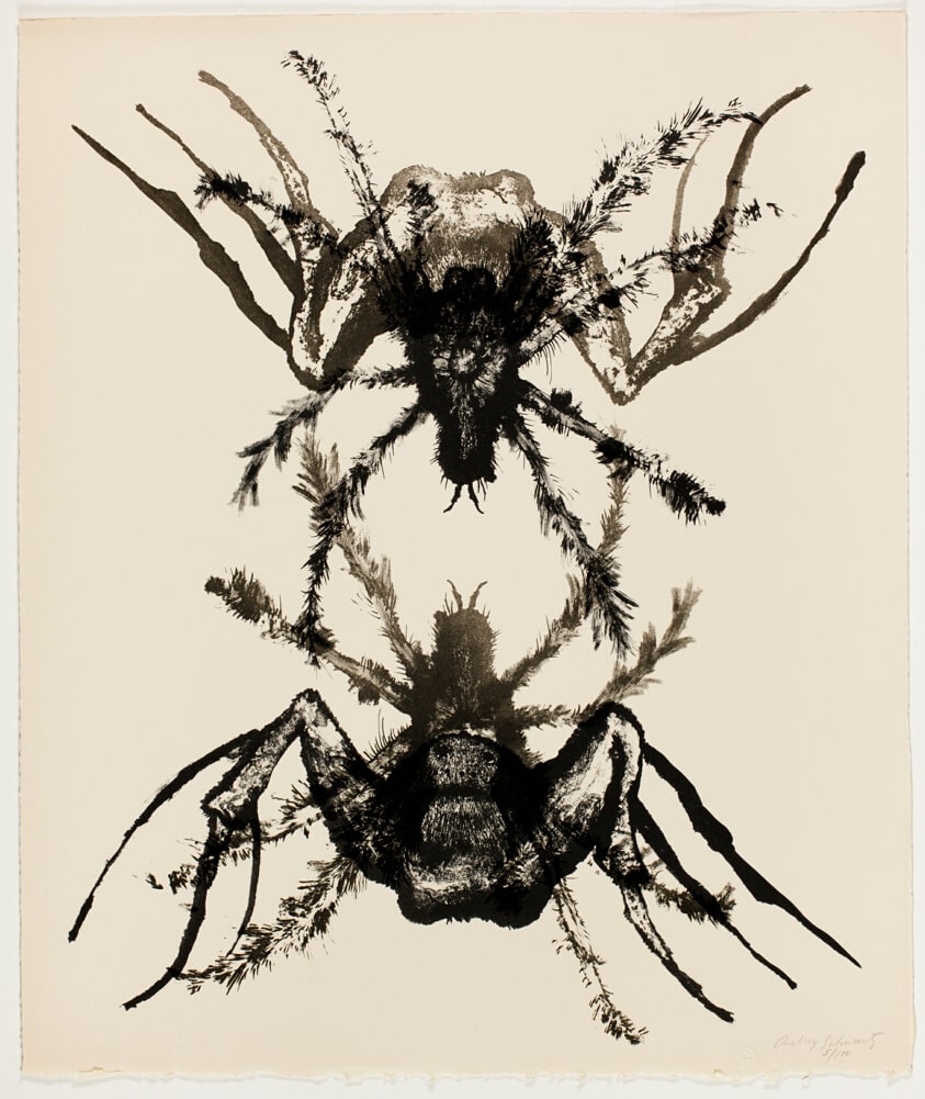 Tarantula, from A Bestiary