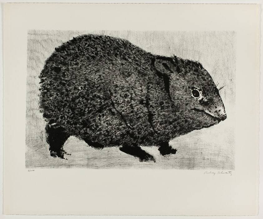Wart Hog, from A Bestiary