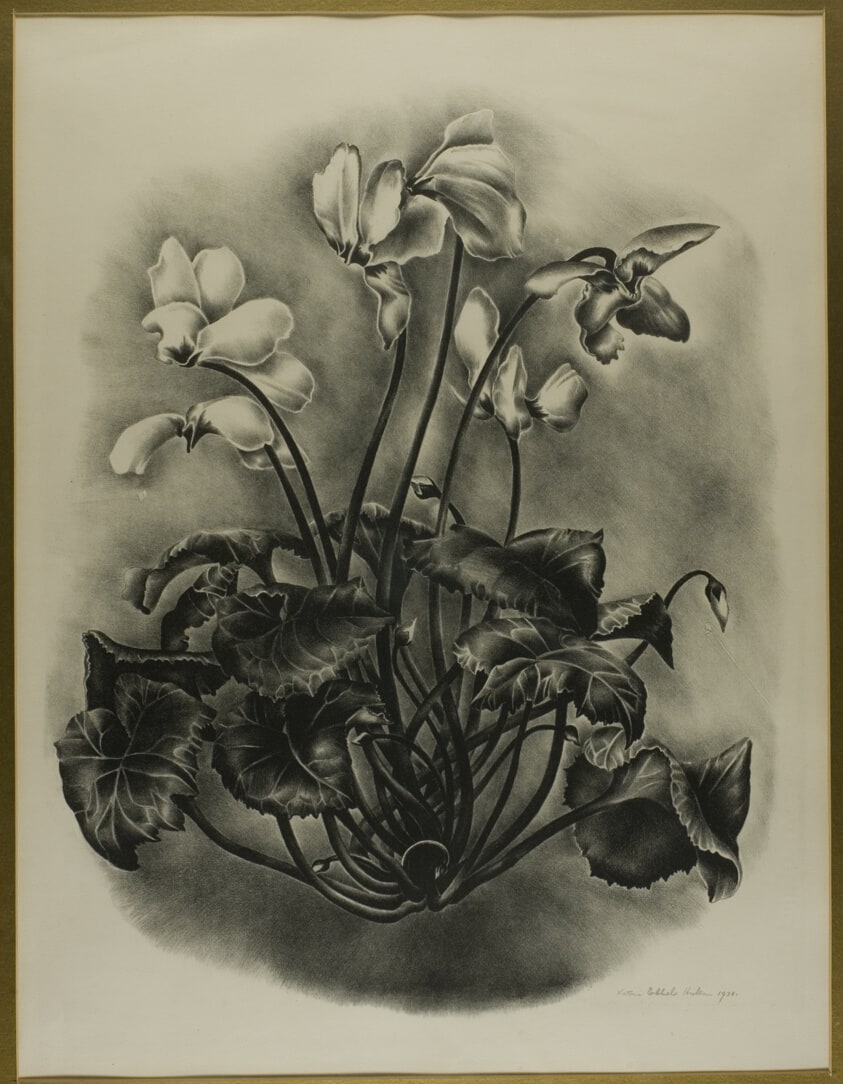 Cyclamens