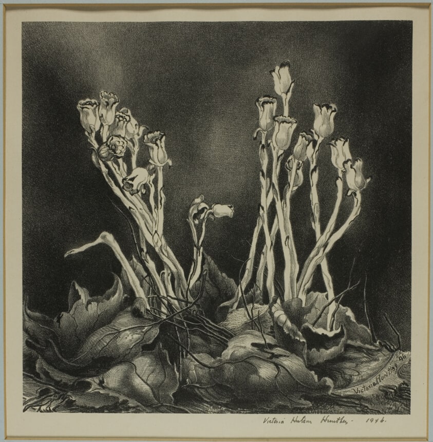 Indian Pipes