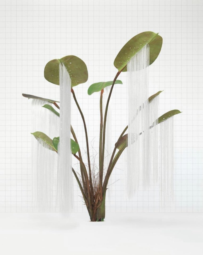 Plant Facts and Plant Fiction, Weeping Thief (Ficus lacrima)