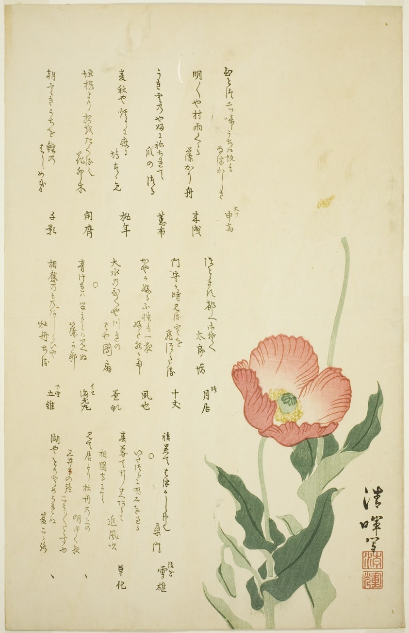Two Poppies