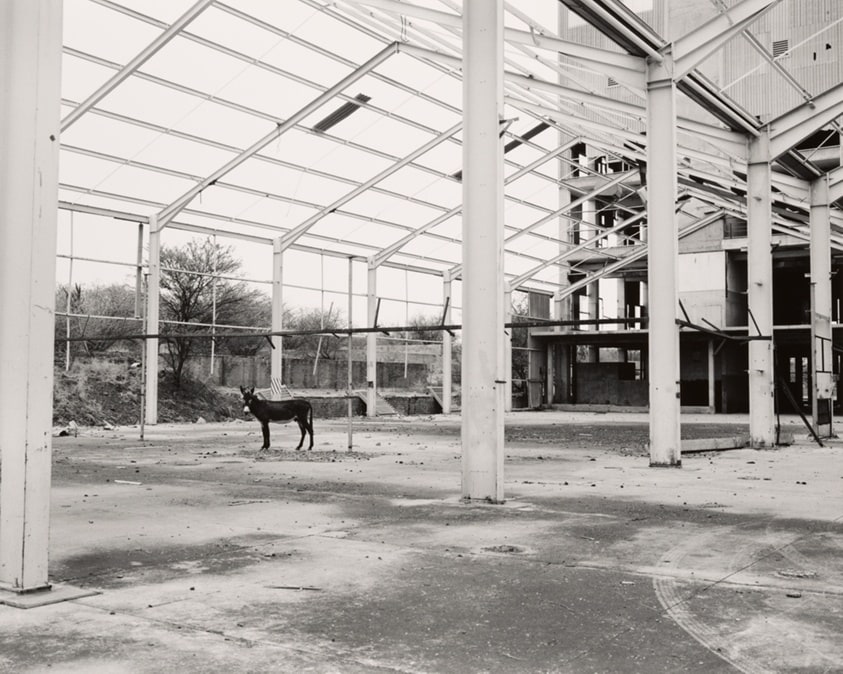 Donkey, Pomfret Asbestos Mine, 2011, from the series The Borderlands, 2011-2013