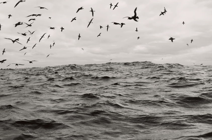 Seabirds, Cape Point, 2018, from the series Signs of Life