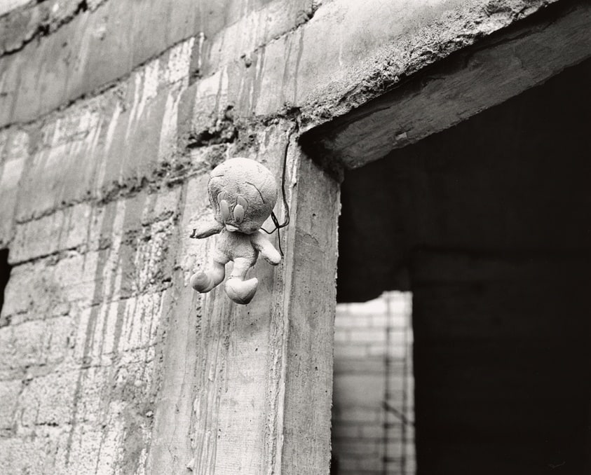 The end of Tweety, 2018, from the series Signs of Life
