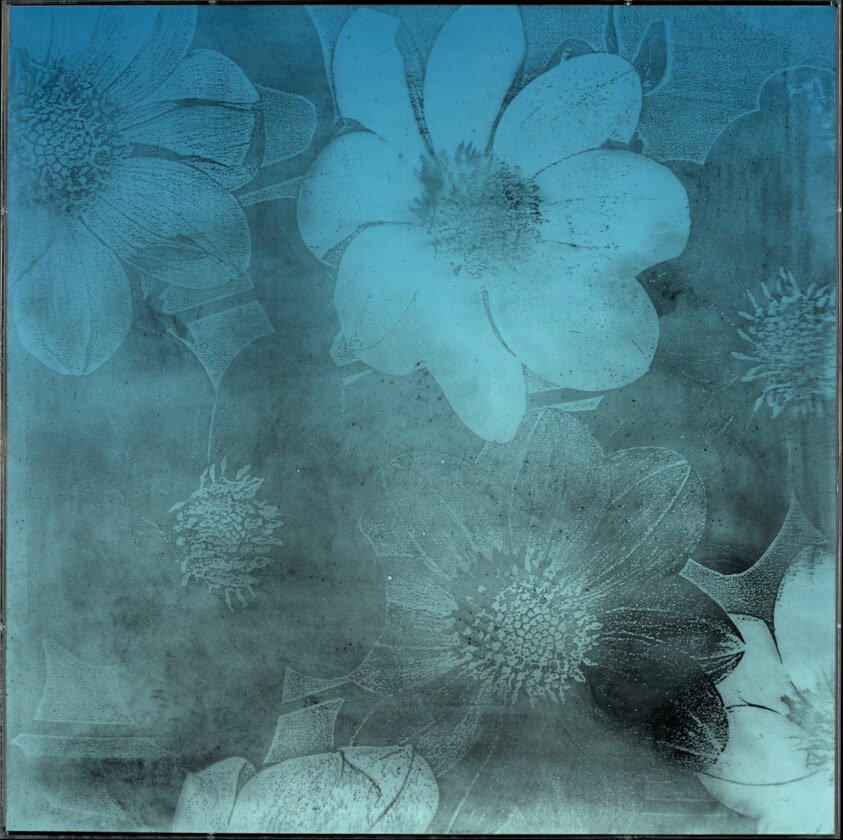 Clear Sky/Flower