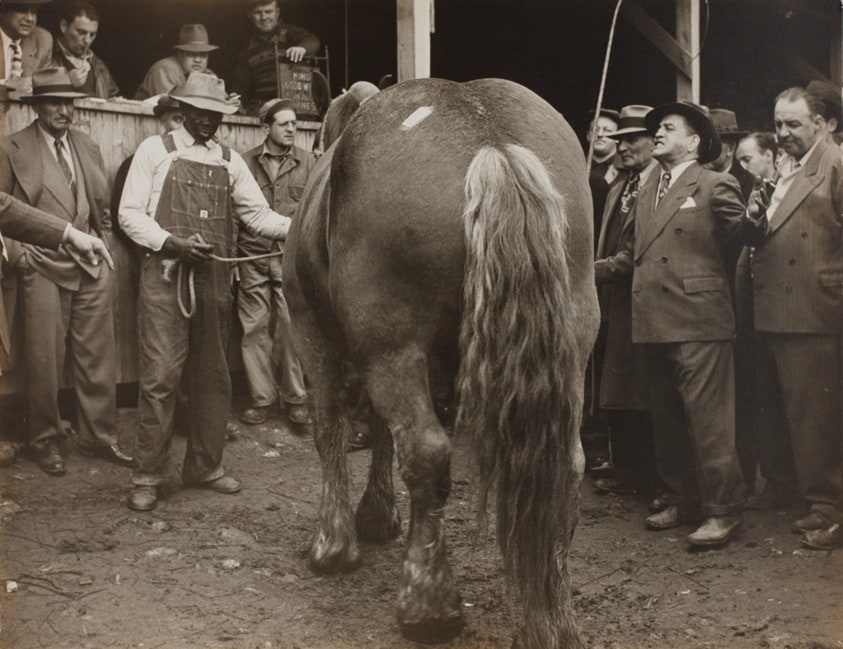 Horse Auction, NYC, from the series "Horse Auction"