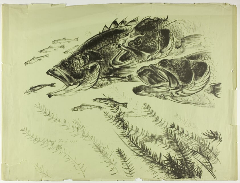 Black Bass and Minnows