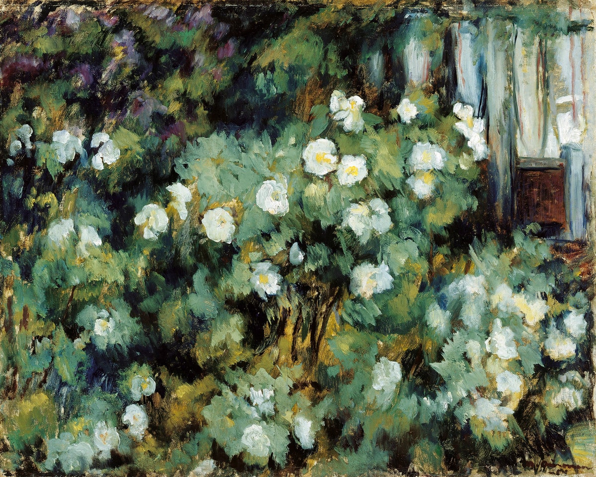 White Roses (Scene from Simelius's Garden)