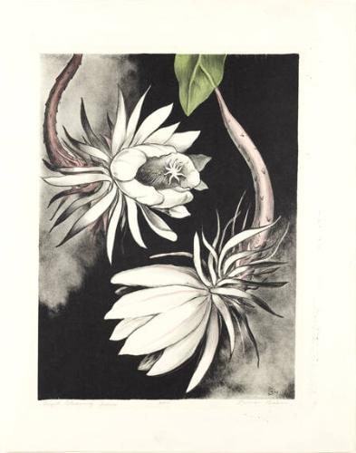 Night Blooming Cereus