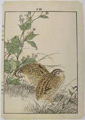 Point on Quail
