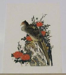 Pheasant