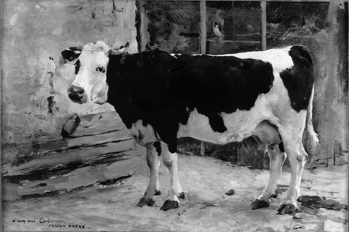 Vache