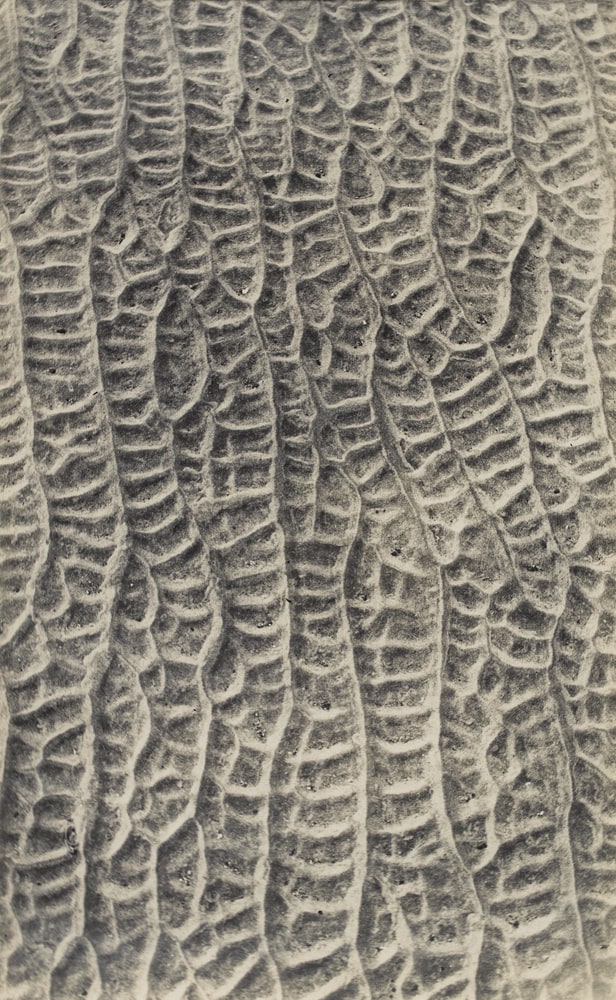 Ahnlichheit mit der aderung eines pflanzenblattes
(analogie d'une feuille de plante avec le système
Veineux)