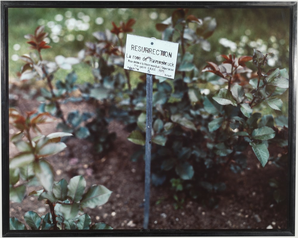 Resurrection. Jardin des Plantes, Paris, Hiver 1987/8