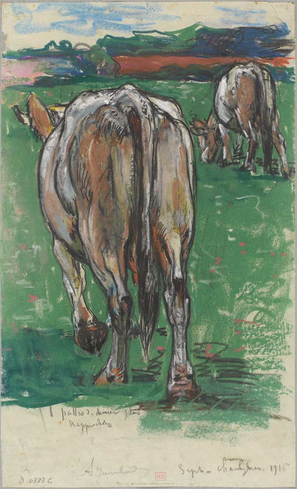 Etude de vaches