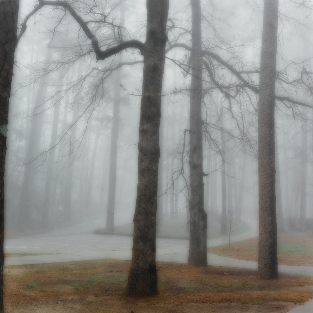 Sans titre (Hot Springs, Arkansas)