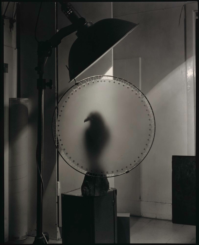 Bird in the studio, variation
(Oiseau dans le studio, variation)