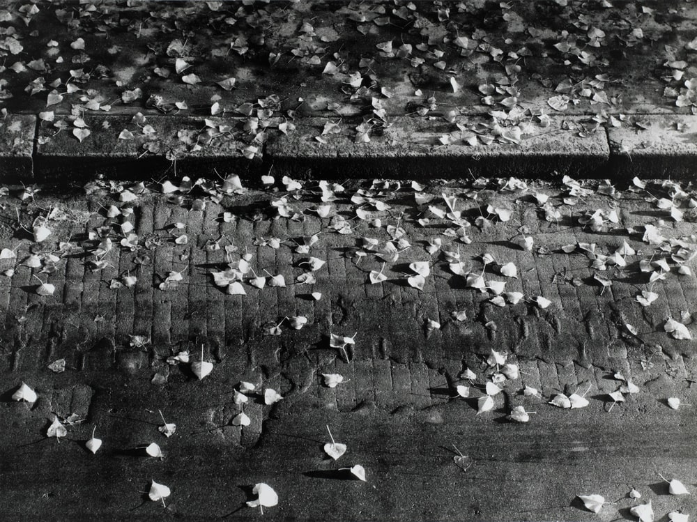 Les feuilles mortes au soleil levant
