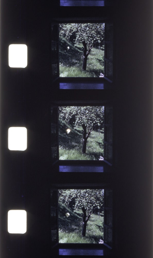 Sans titre (Arbre)