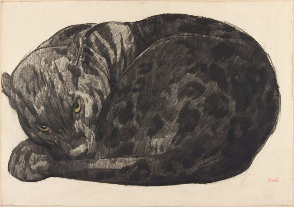 Panthère noire couchée