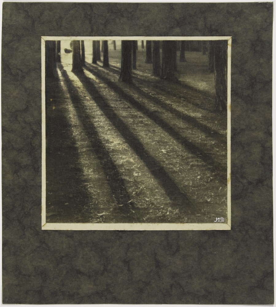Troncs d’arbres