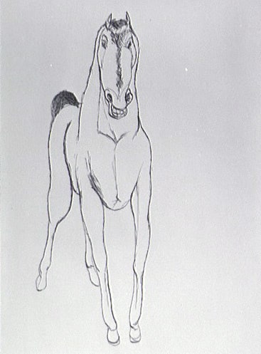Cheval de face