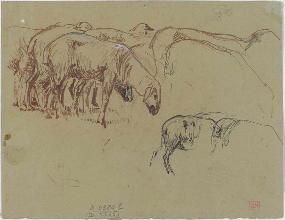 Etude de moutons