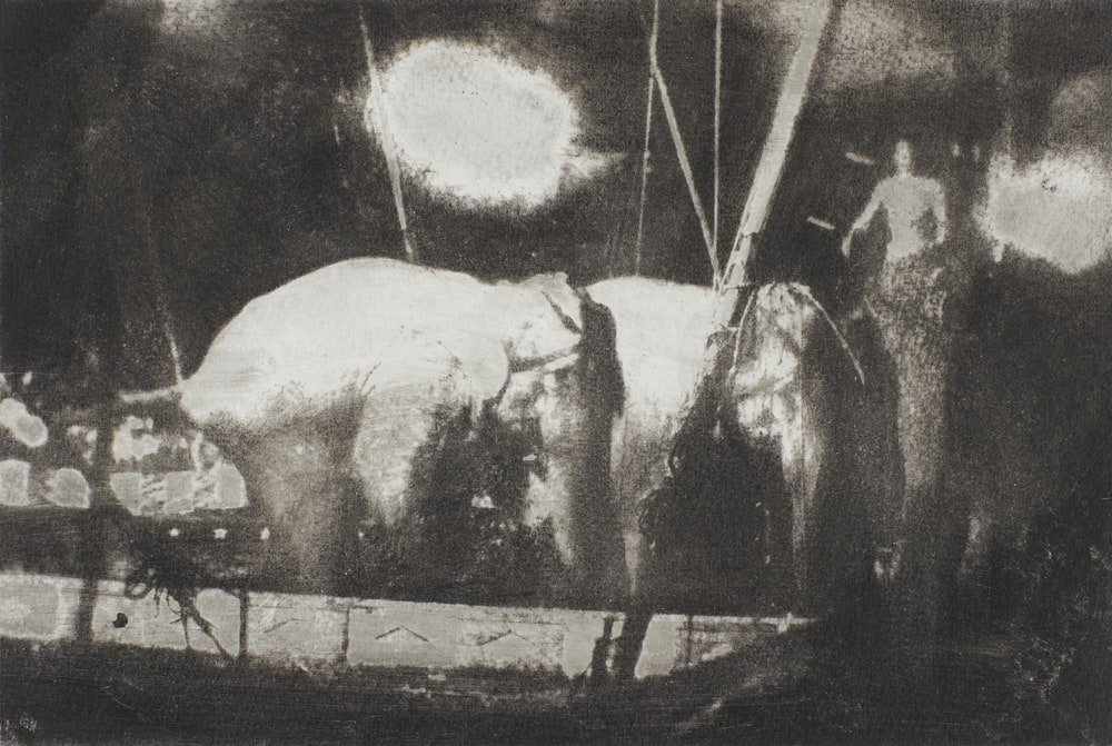 Eléphants