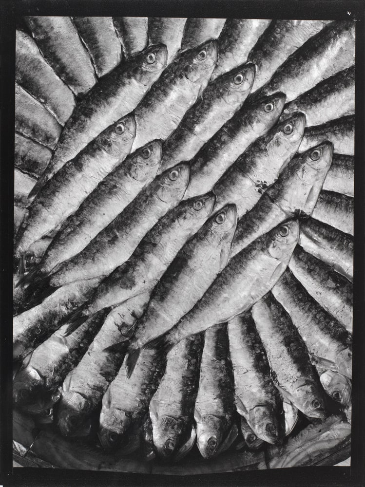 Sardines