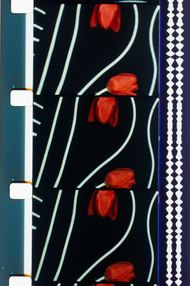 Tulipes