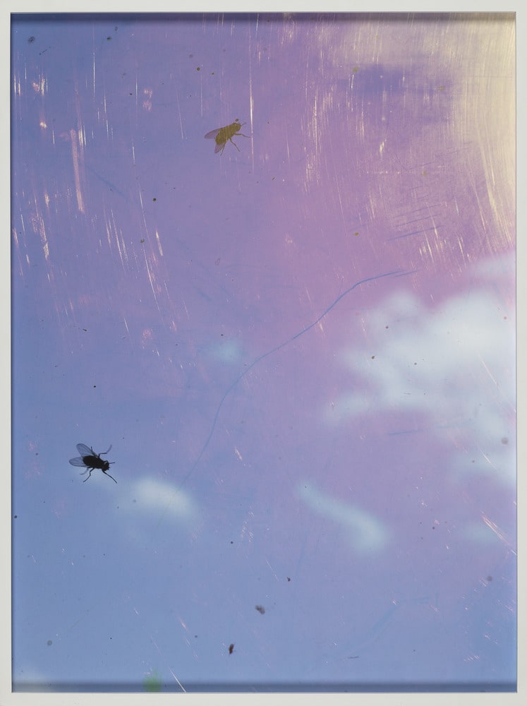 Fliegen
(Mouches)