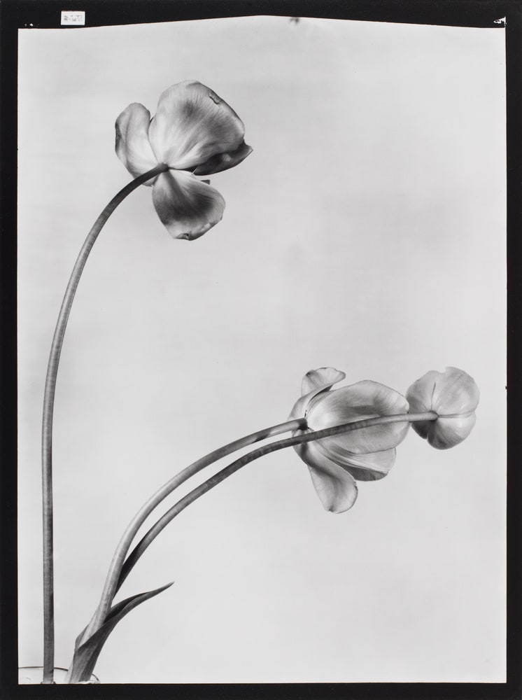 Tulipes