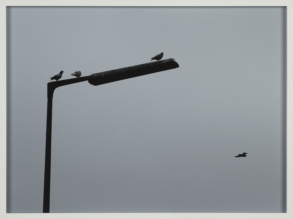 Vögel
(Oiseaux)