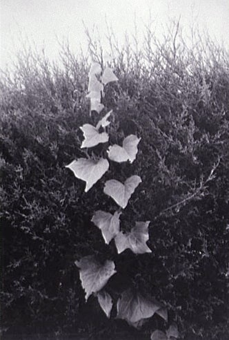 Natures souples