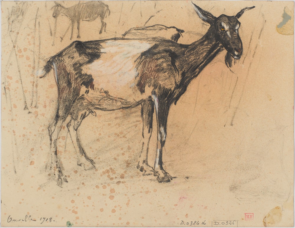 Etude de chèvres