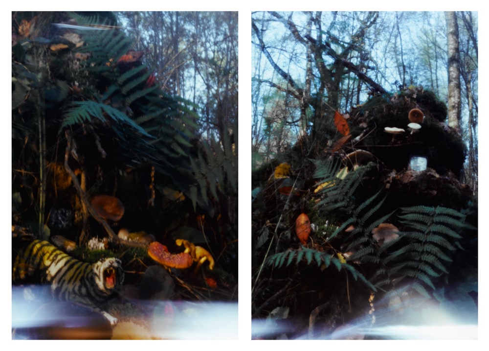 Forêt 1 et forêt 2