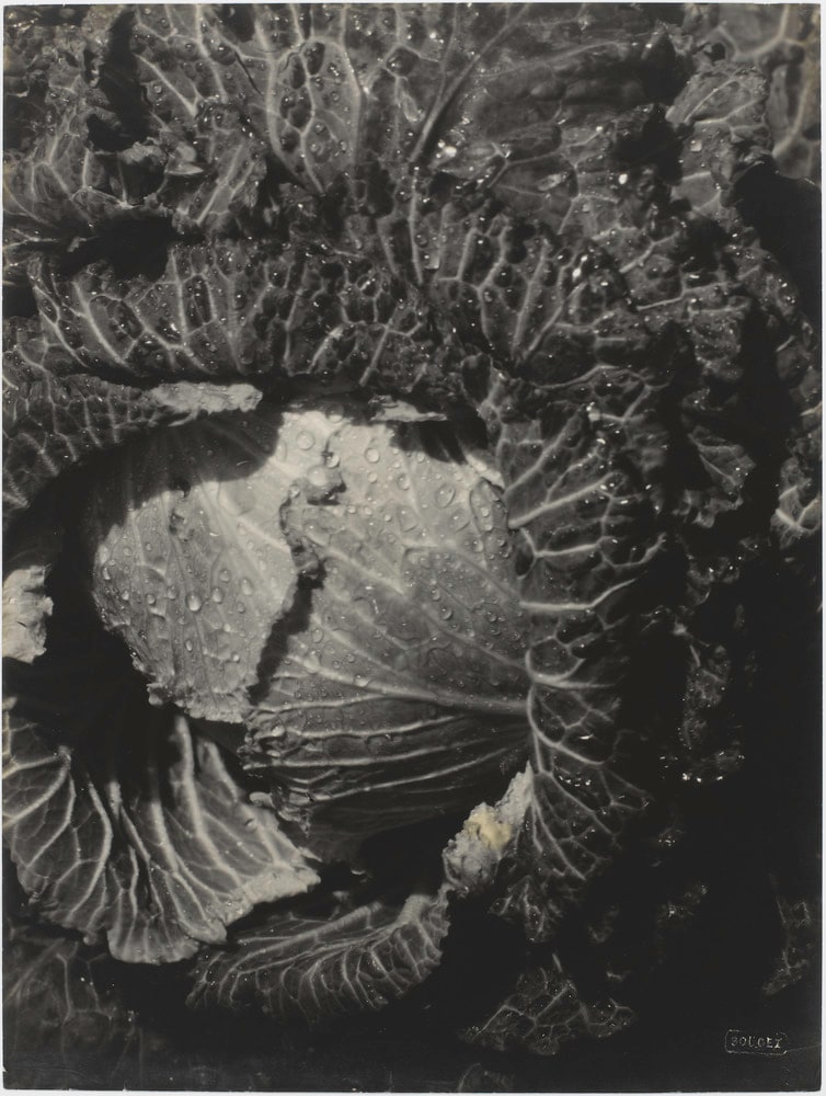 Rosée