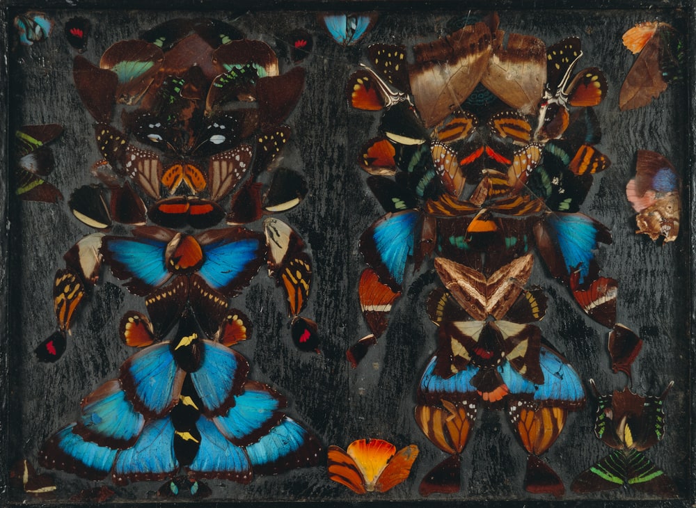 Papillons de Colombie